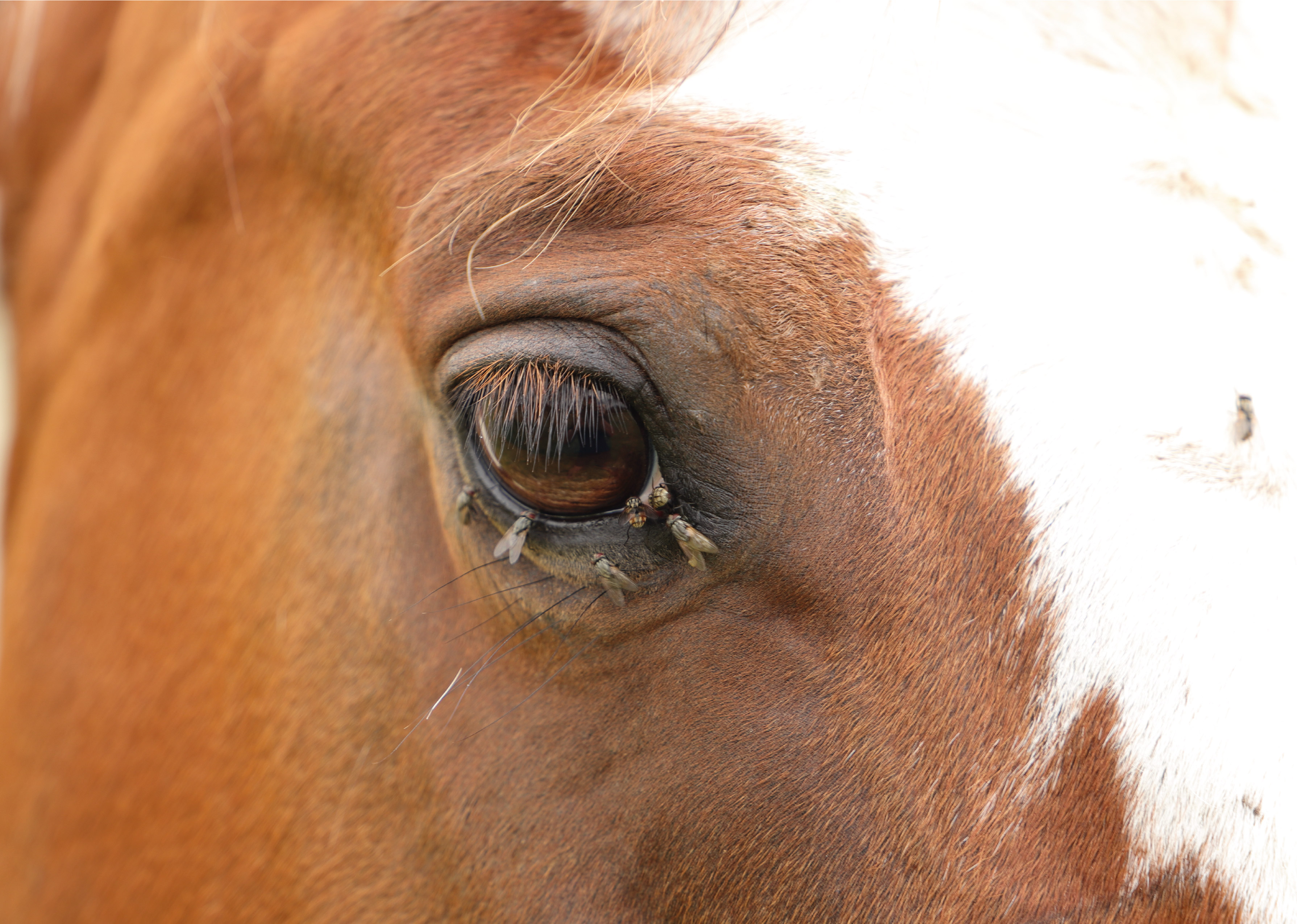 Damage caused by horseflies to animals